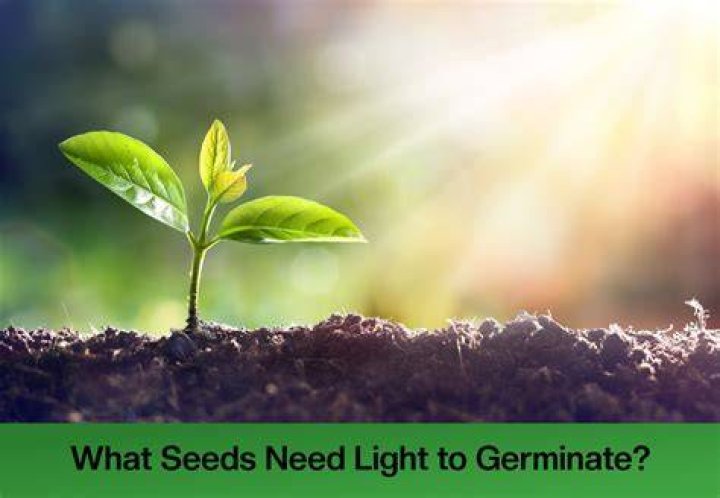 Do thunbergia seeds need light to germinate?