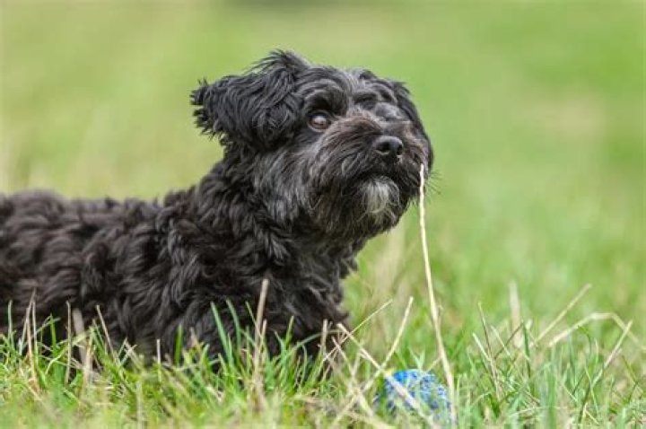 Do yorkie poos shed?