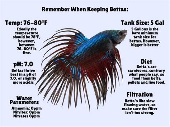 Do you need for a betta fish?