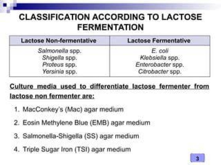 Does salmonella enteritidis ferment lactose?