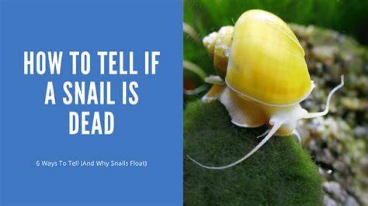 Does snails drown in water?