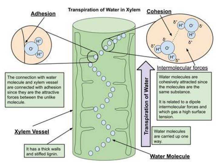 Does water have adhesion?