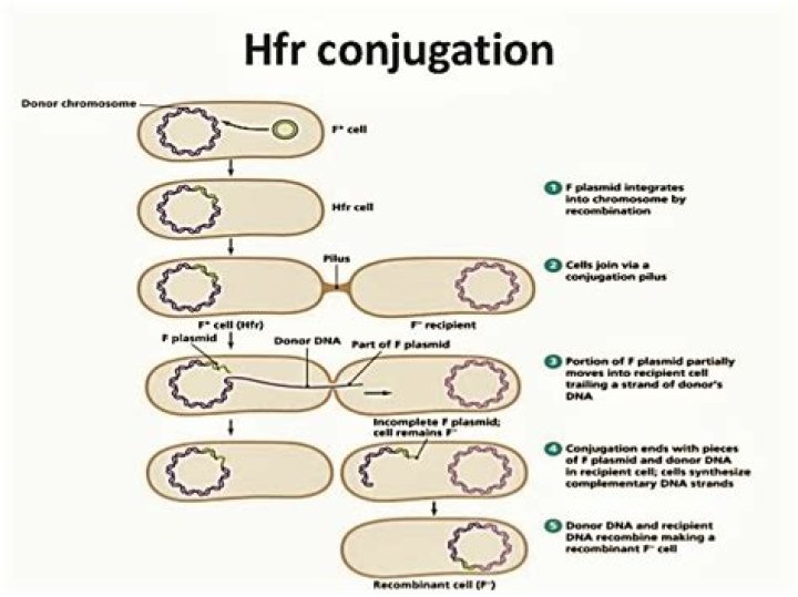 During conjugation of an hfr cell?
