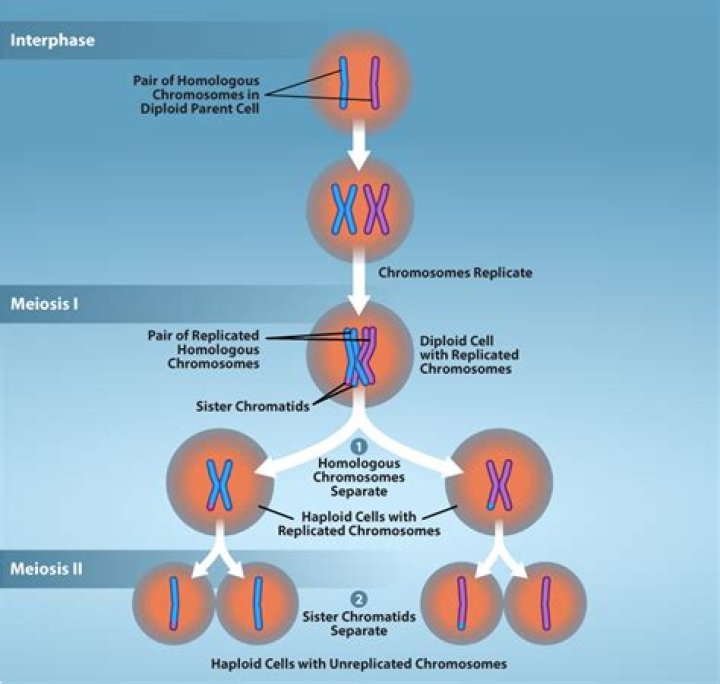 During metaphase i in meiosis the chromatids line up?