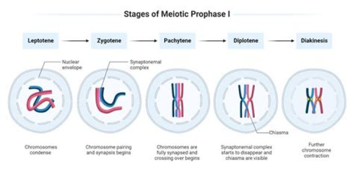 During pachytene stage of meiosis the chromosomes appear?