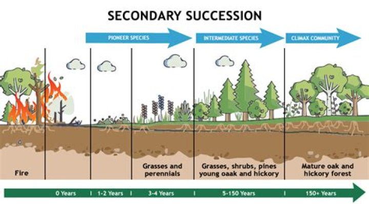 For living organisms which of the following is an important consequence?