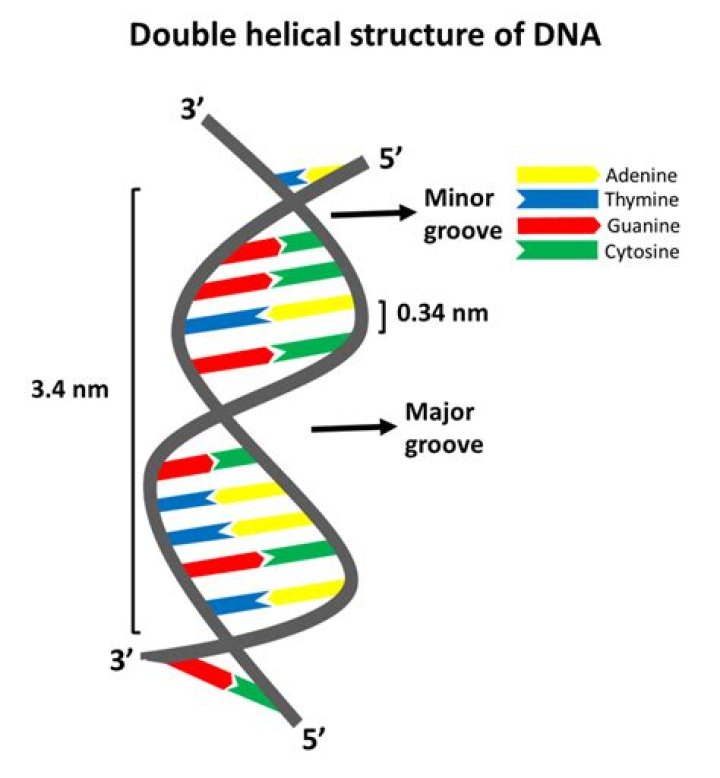 For unwinding of double helical dna?