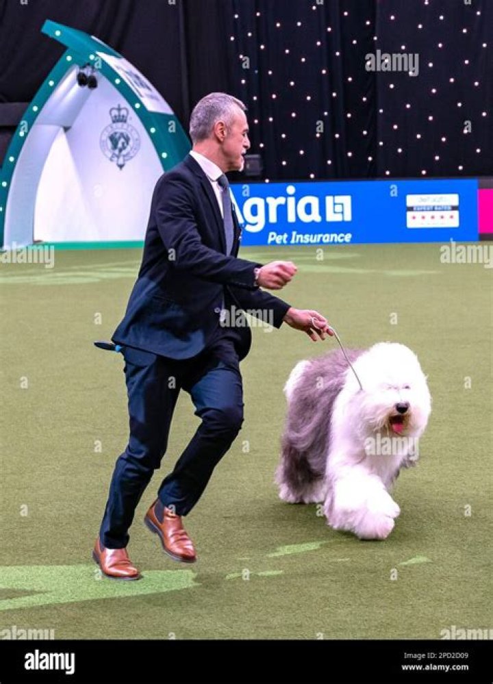Has an old english sheepdog won crufts?