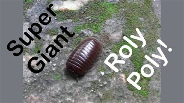 How big can roly polys get?