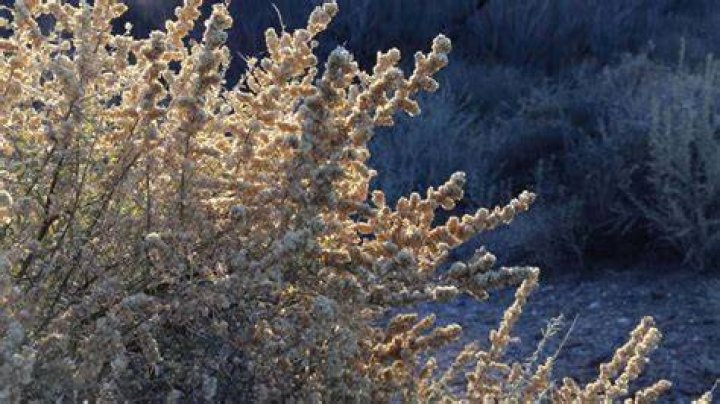 How do saltbush survive in the desert?