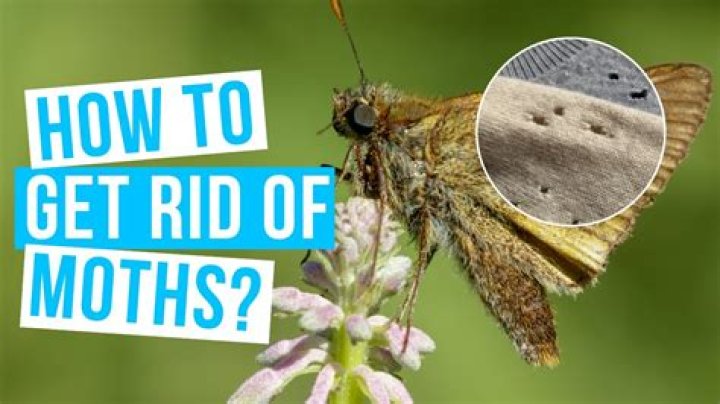 How do you get rid of white moths?