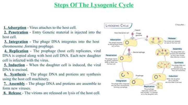 How does lysogeny differ from the lytic cycle?