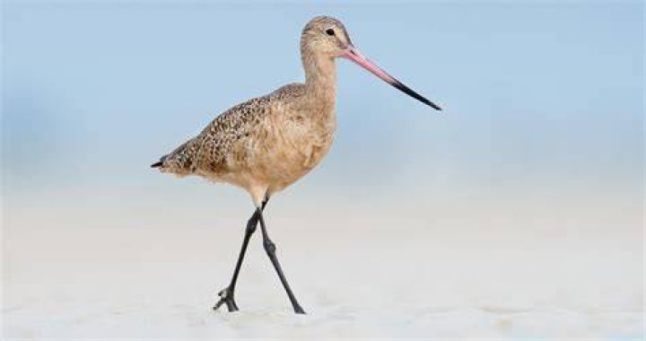 How long can a godwit live?