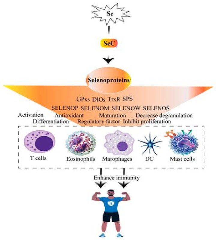 How many selenoproteins are in the body?