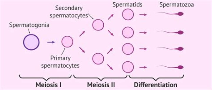 How many spermatids are formed from one spermatogonia?