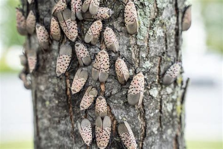 How many spotted lanternflies are there in pennsylvania?