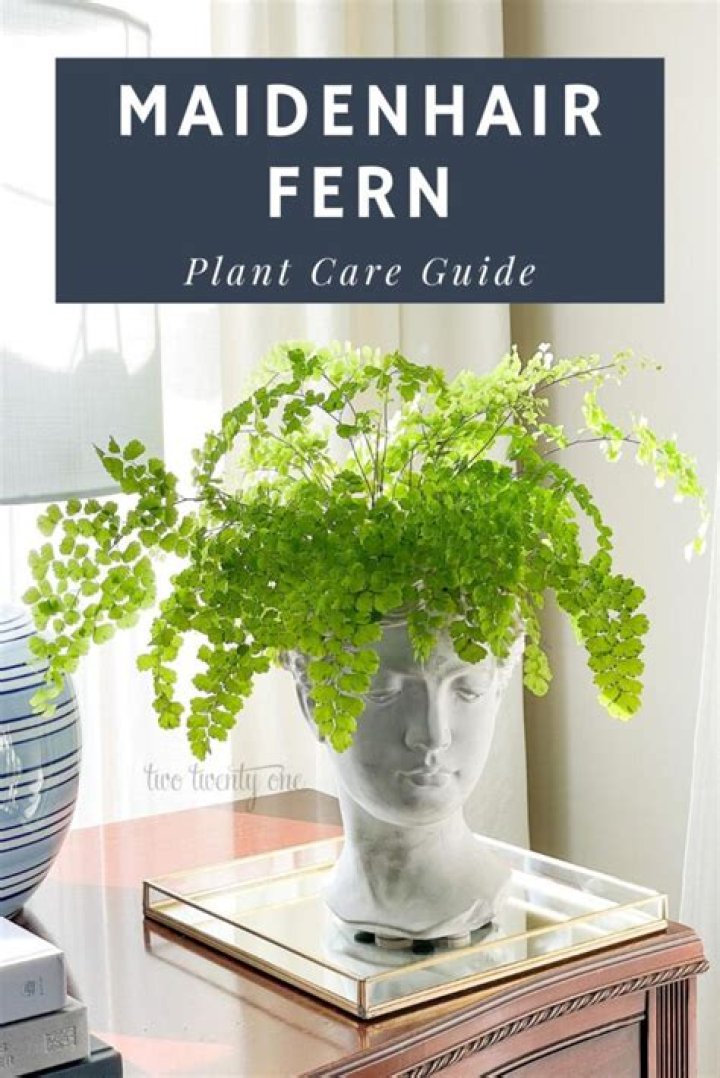 How to care for rosy maidenhair fern?