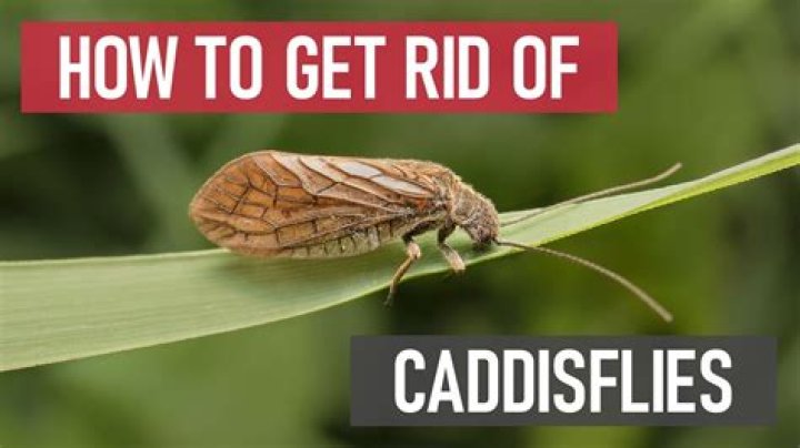 How to get rid of caddisflies?