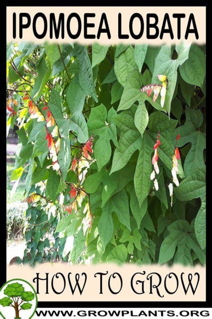 How to grow ipomoea lobata?