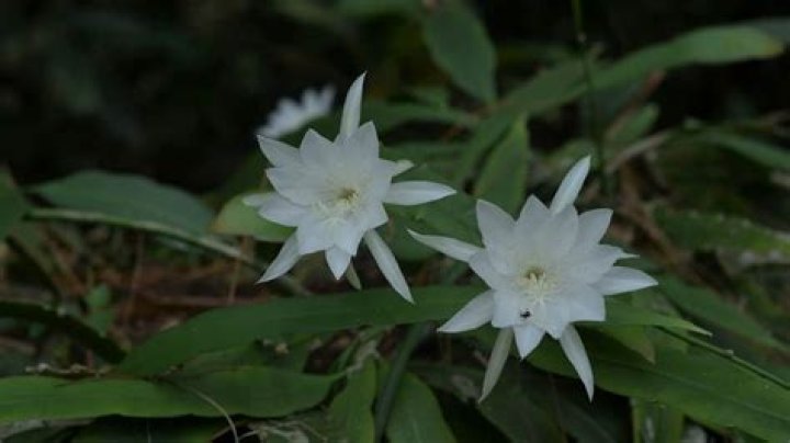 How to grow lady of the night plant?