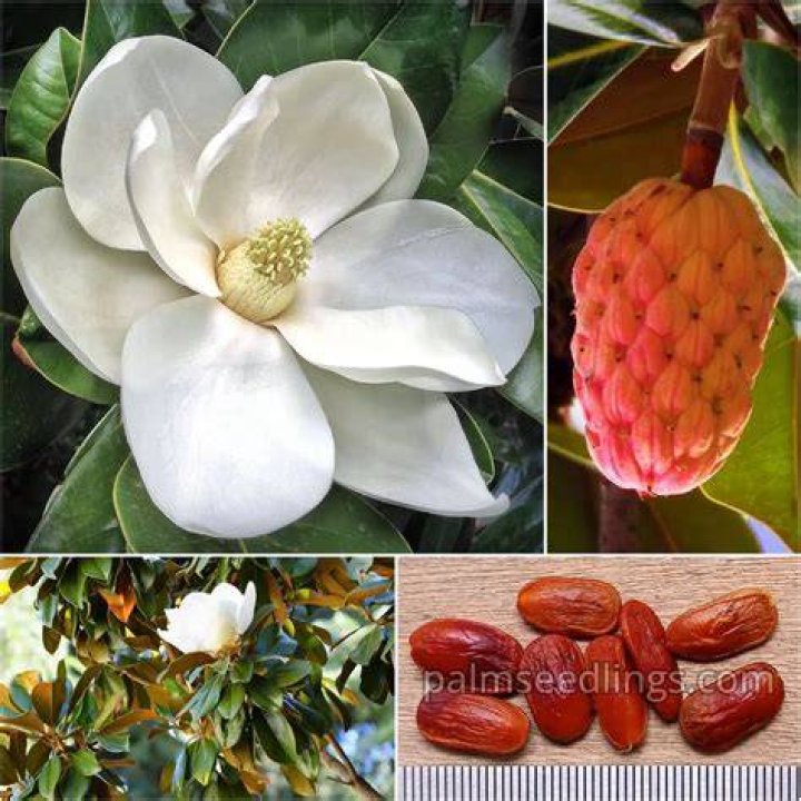 How to grow magnolia champaca from seed?