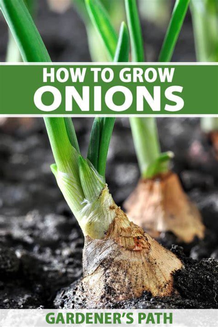 How to grow pearl onions from seed?