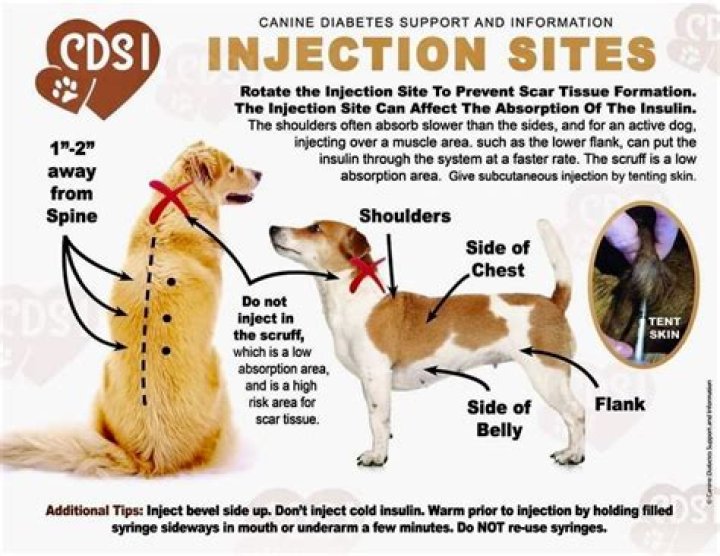 How to inject subcutaneously in dogs?