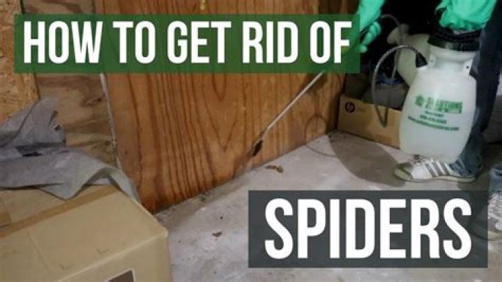 How to rid of spiders?
