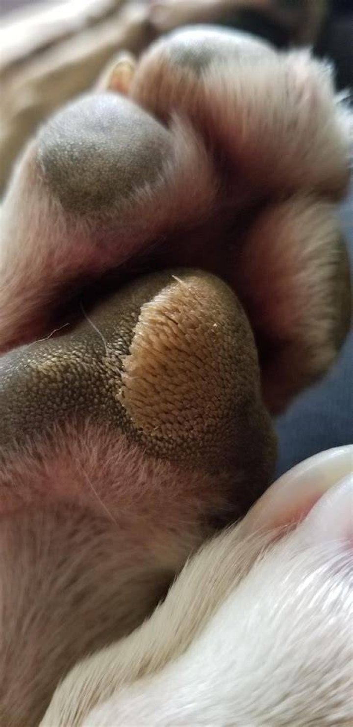 How to treat hyperkeratosis in dogs?
