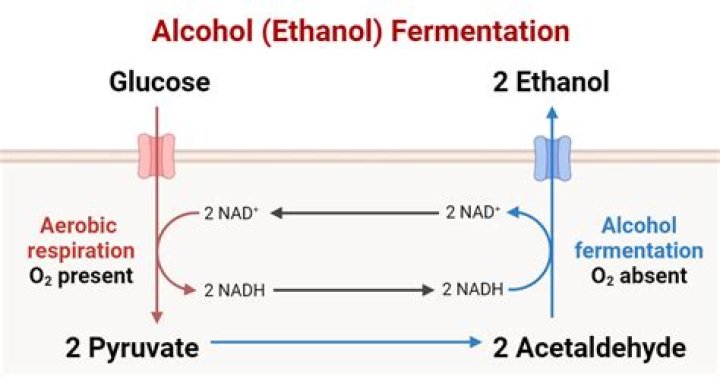 In alcoholic fermentation nad+ is regenerated from nadh+h+ by?