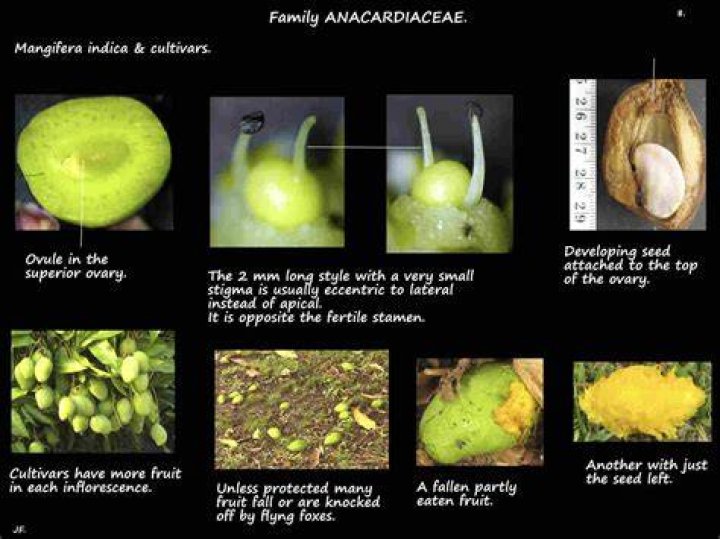In mangifera indica indica represents?