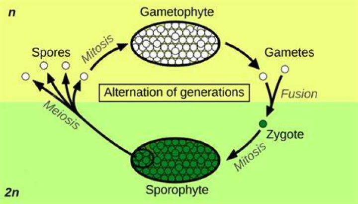 In metagenesis or alternation of generation?