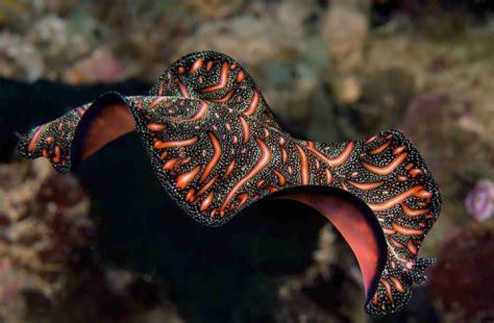In what ways is the flatworms body adapted to be a hunter?