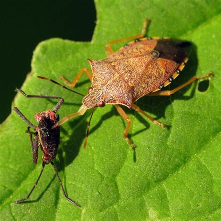 Is a spined soldier bug poisonous?