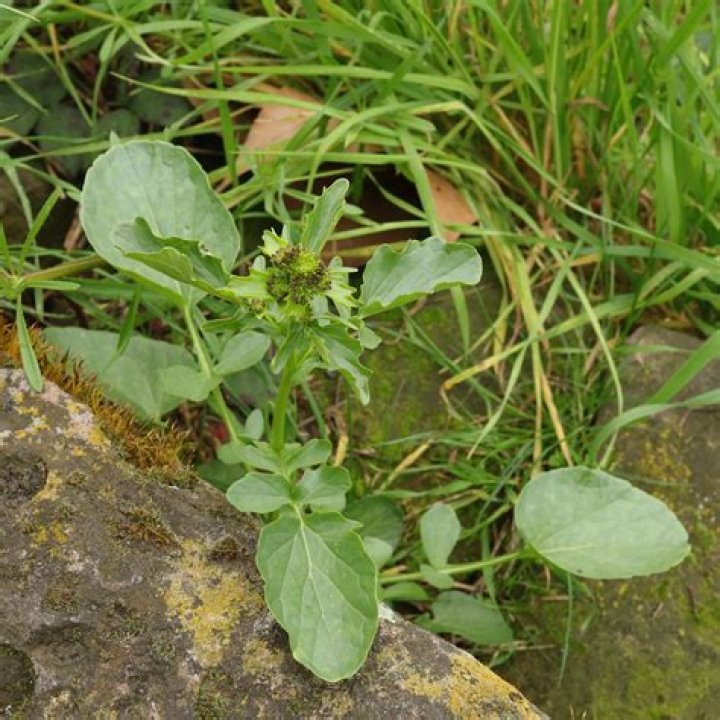 Is barbarea vulgaris a weed?