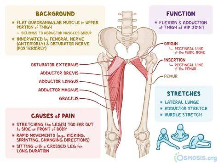 Is pectineus a hybrid muscle?