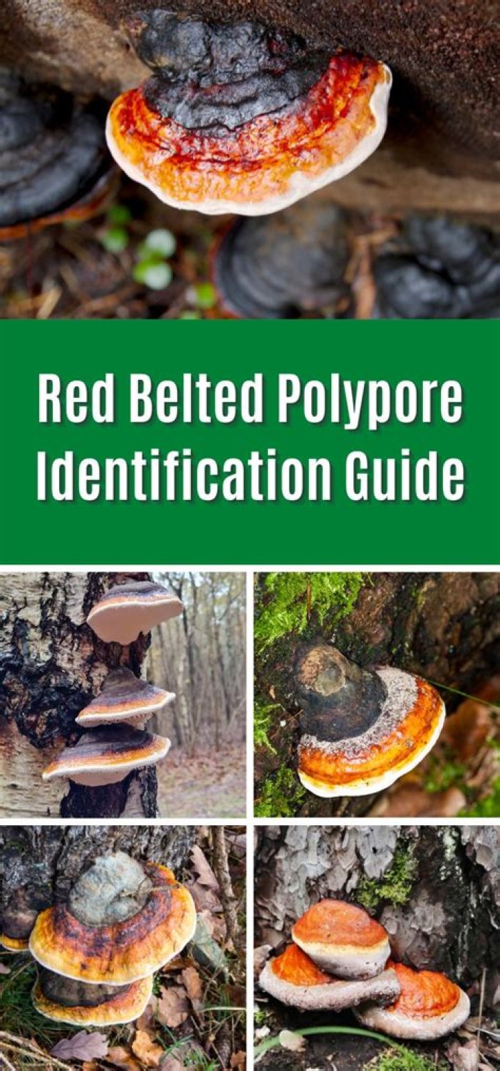 Is red belted polypore edible?