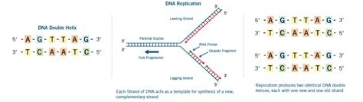 Is the 3' end of dna phosphorylated?