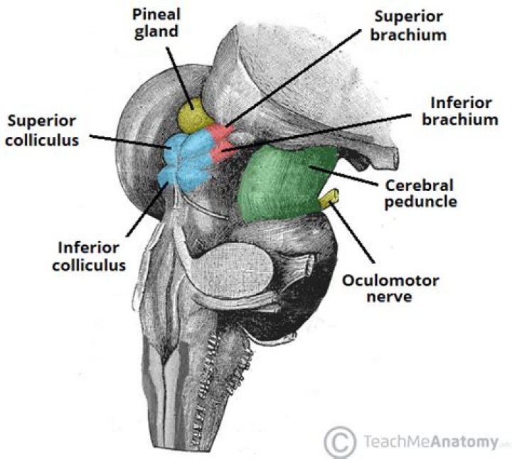 Is the superior colliculus part of the brainstem?