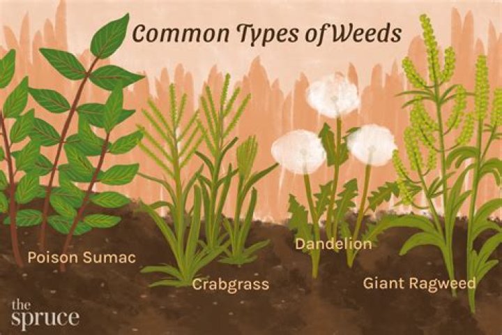 On the weeds definition?