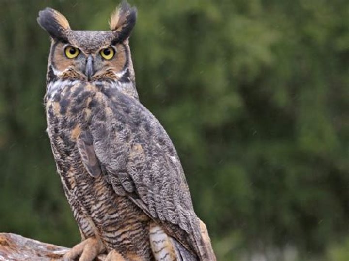 Owl