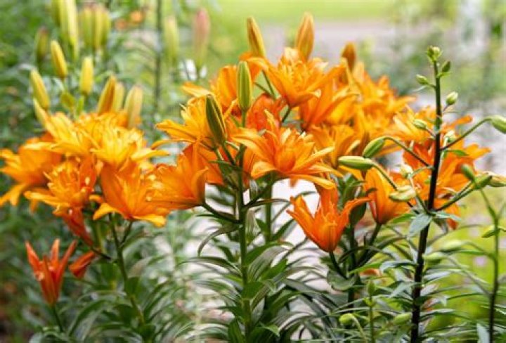 Should asiatic lilies be cut back after blooming?