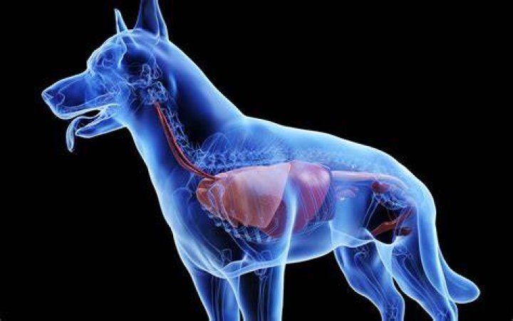 Should dogs have stinky farts?