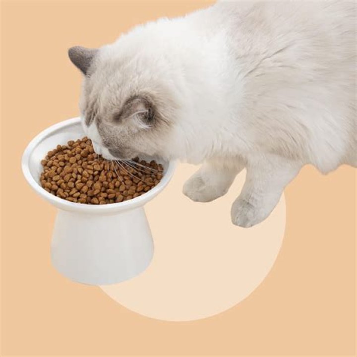 Should i elevate my cats food bowl?