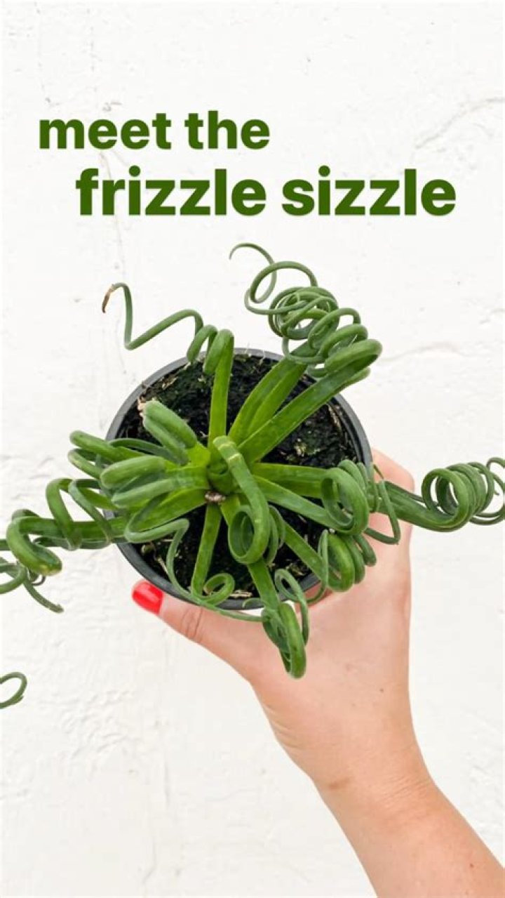 Should i let my frizzle sizzle flower?