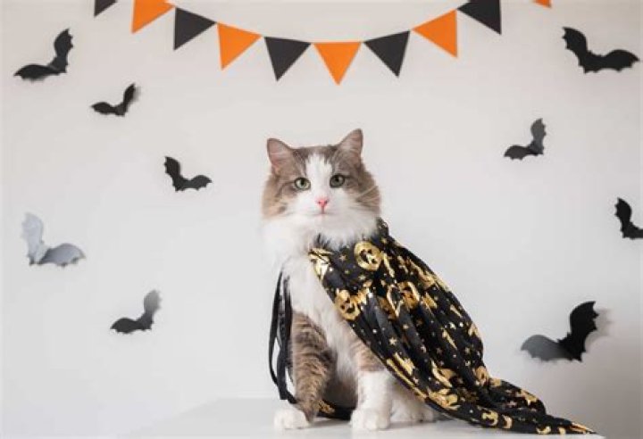 Should i take a cat off the street?