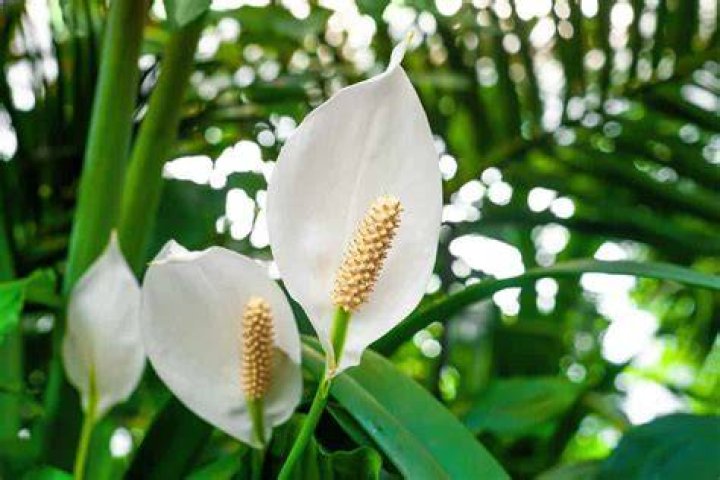 Should peace lilies be indoors or outdoors?