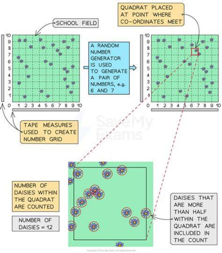 Should you count species partially in the quadrat?