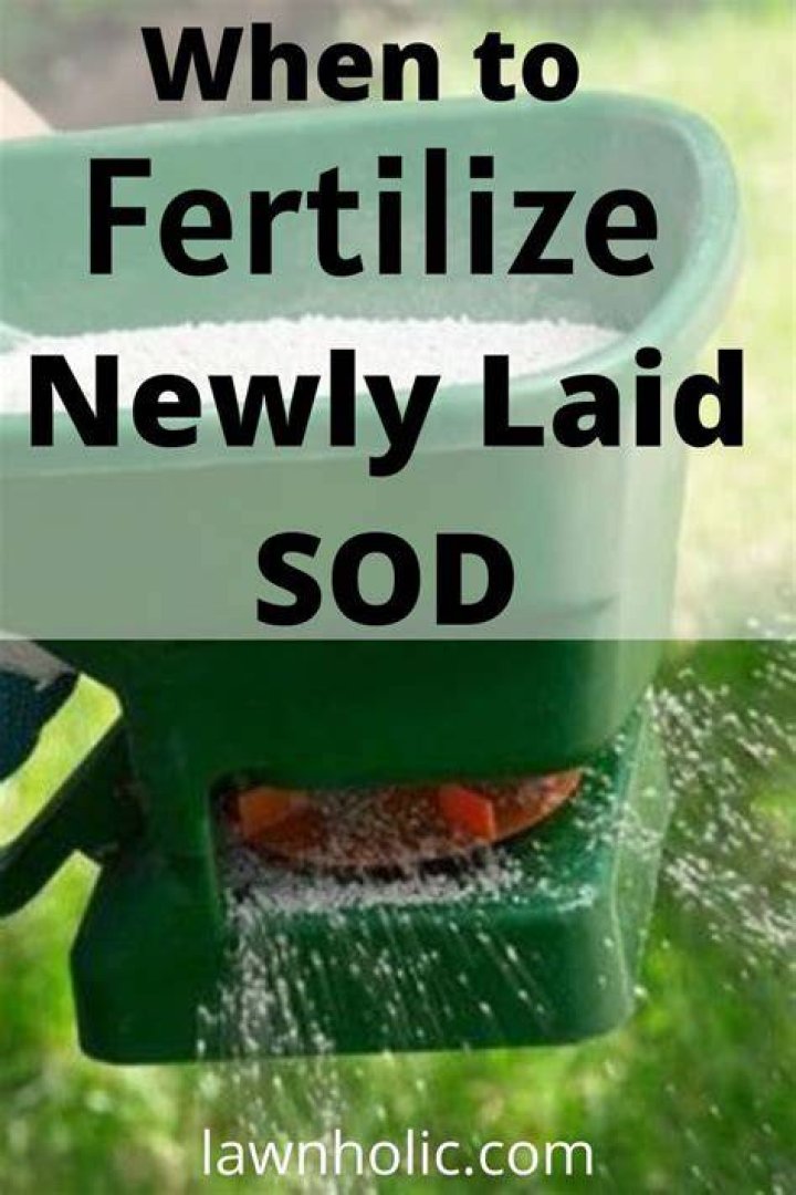 Should you fertilize new grass seed?