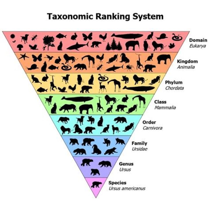 Taxonomy